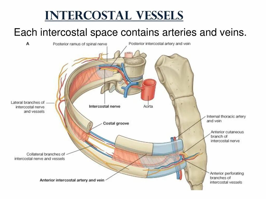 Nervus intercostalis. A subcostalis анатомия. Intercostal arteries. Anterior intercostal artery.