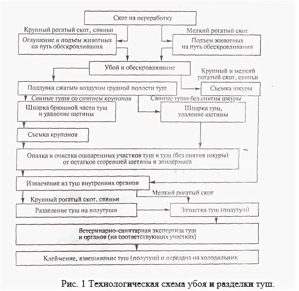 Технологические процессы содержания животных. Схемы первичной переработки КРС. Технологическая схема переработки крупного рогатого скота. Схема технологического процесса убоя КРС. Технологическая схема убоя скота.