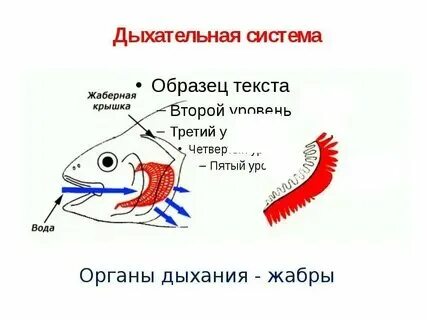 Жабры относятся к органам