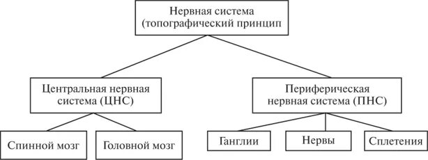 По анатомическому принципу нервную систему делят на. Классификация отделов нервной системы схема. принципы классификации нервной системы. классификация нервной системы по топографическому принципу. классификация нервной системы таблица.