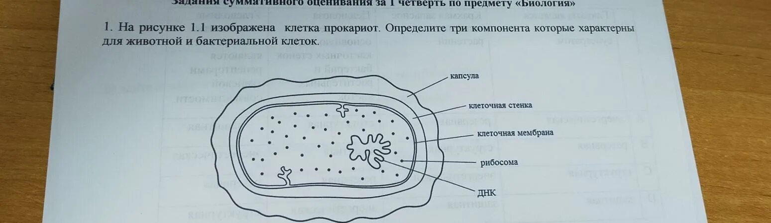 На каком рисунке изображена клетка бактерий. На рисунке изображена клетка. Клетка, изображённая на рисунке, принадлежит. Строение клетки прокариот рисунок. На рисунке изображена клетка гриба.