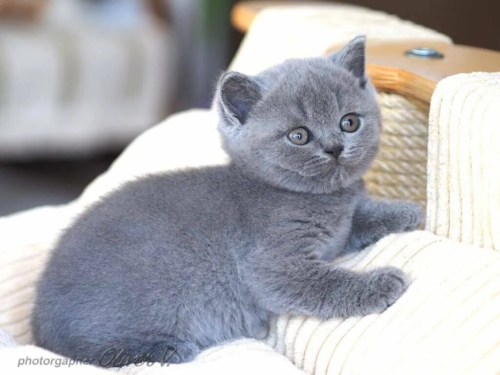 Коты породы британец. Голубой бурманский котенок. Британские голубые котята. Голубой британец кот. Сколько стоит кошечка