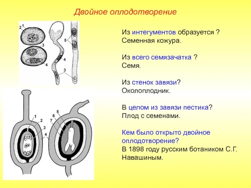 Из каких клеток образуется семенная кожура. Двойное оплодотворение. Семязачаток оплодотворение. Процесс двойного оплодотворения. Стенка завязи формируется в околоплодник.