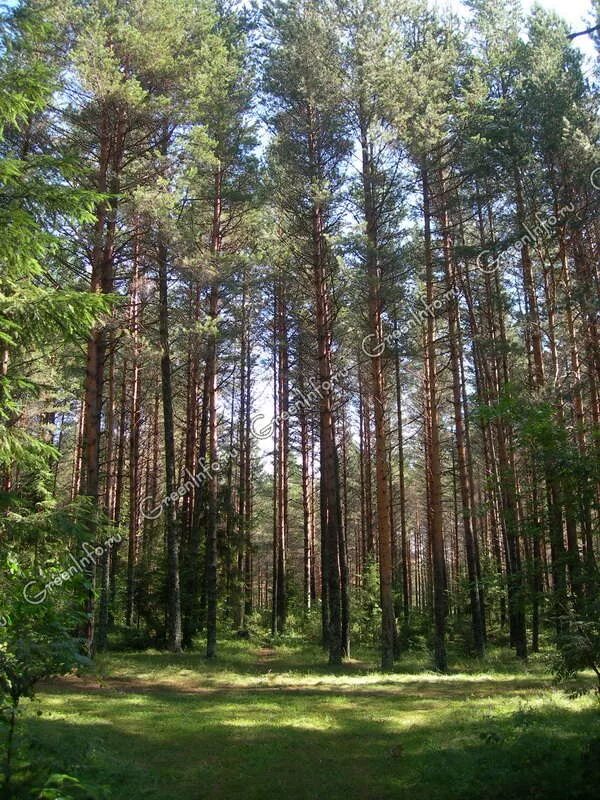 Рига агенскалнские сосны. Сосны форум. Кедр пихта сосна. Сосны форум. Сосна кончики иголок рыжие ожог.