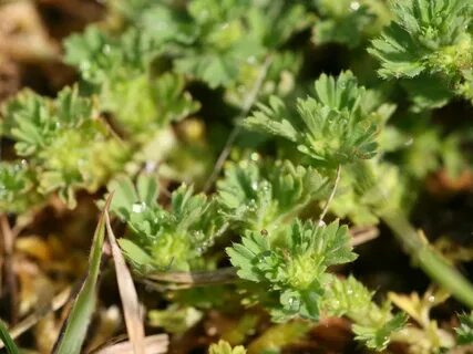 Crop id