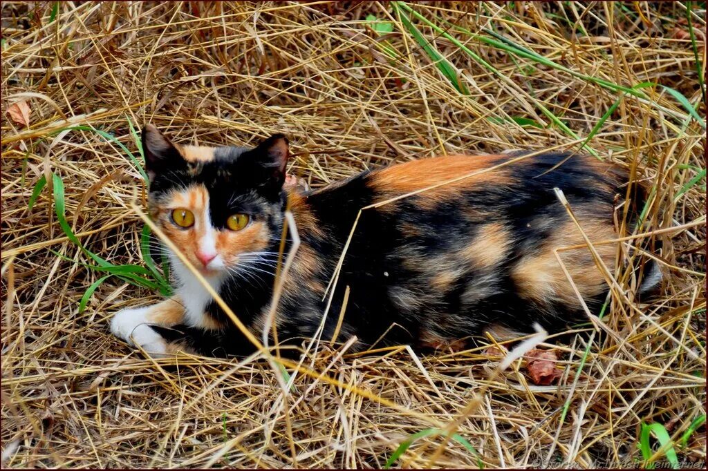 У каких кошек рождаются трехцветные котята. Трехшерстная кошка крысоловка. Кошка крысоловка трехцветная. Трехцветный котенок. Трёхцветная кошка в лесу.