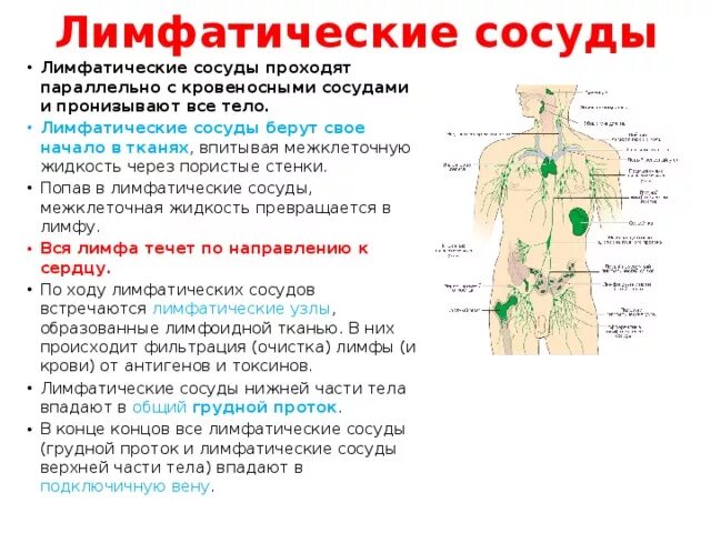 Строение лимфатической системы человека таблица. Строение лимфатической системы анатомия. Лимфа сосуды расположение в организме. Лимфатическая система таблица лимфатические узлы. Лимфатические сосуды в организме