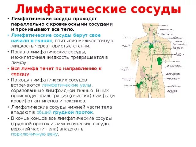 Для лимфатических капилляров характерно