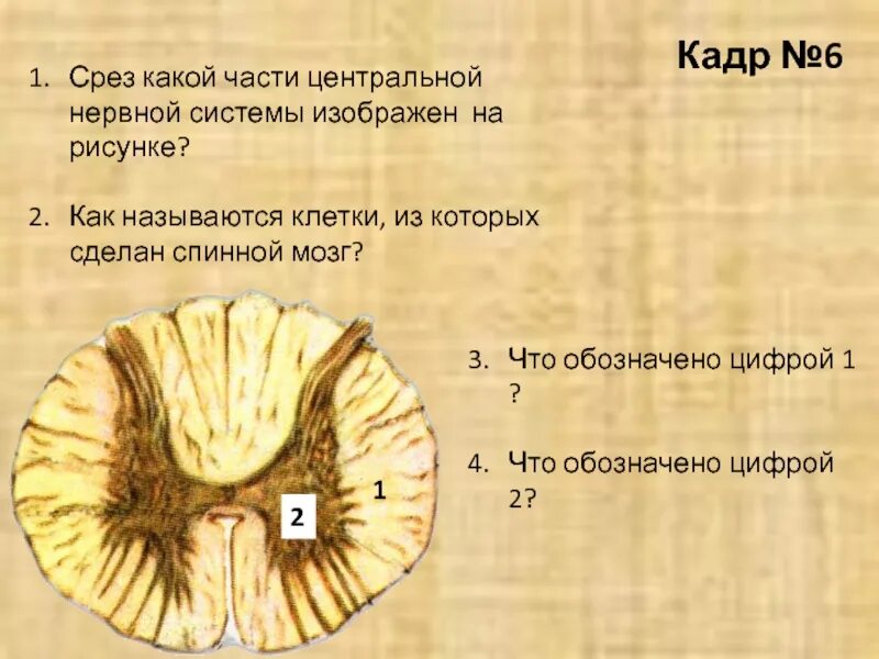 Срезы ЦНС. Срез нервной системы. Какими цифрами обозначены клетки спинного мозга?. Спинной мозг определите что обозначено цифрами 1.