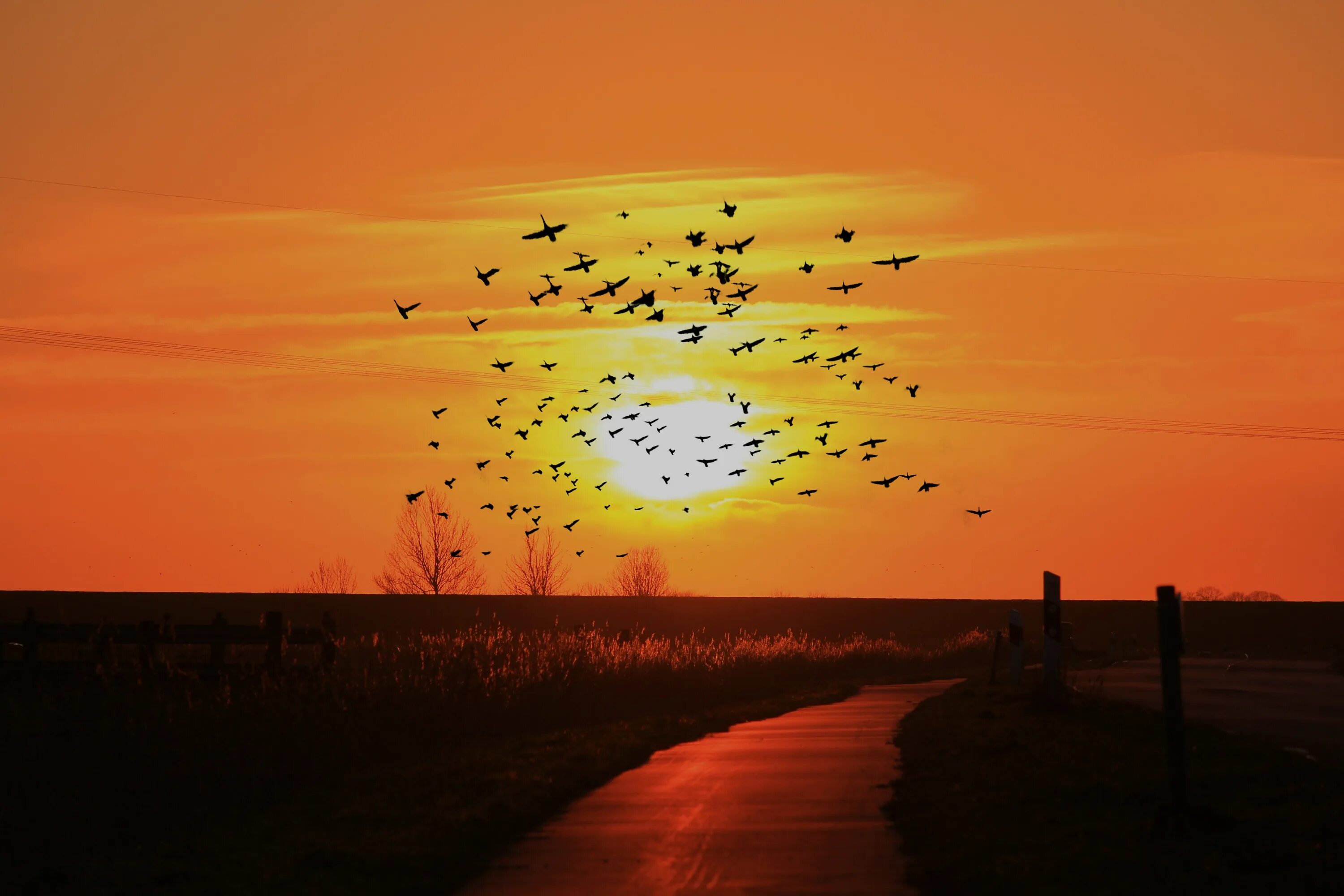 Песня лети навстречу мечте и против. Стая птиц. Закат солнца и птицы. Птицы на рассвете. Птицы в небе на рассвете.