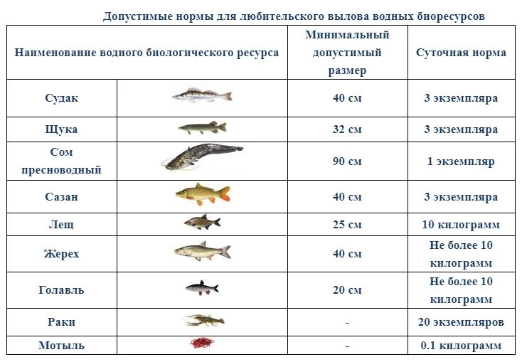 Запрет вылова рыбы англии. Таблица норма вылова и Размеры допустимых рыб. Норма размеров рыбы разрешённых к вылову. Минимальный размер щуки разрешенный. Минимальный размер рыбы.