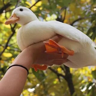 Утка здесь