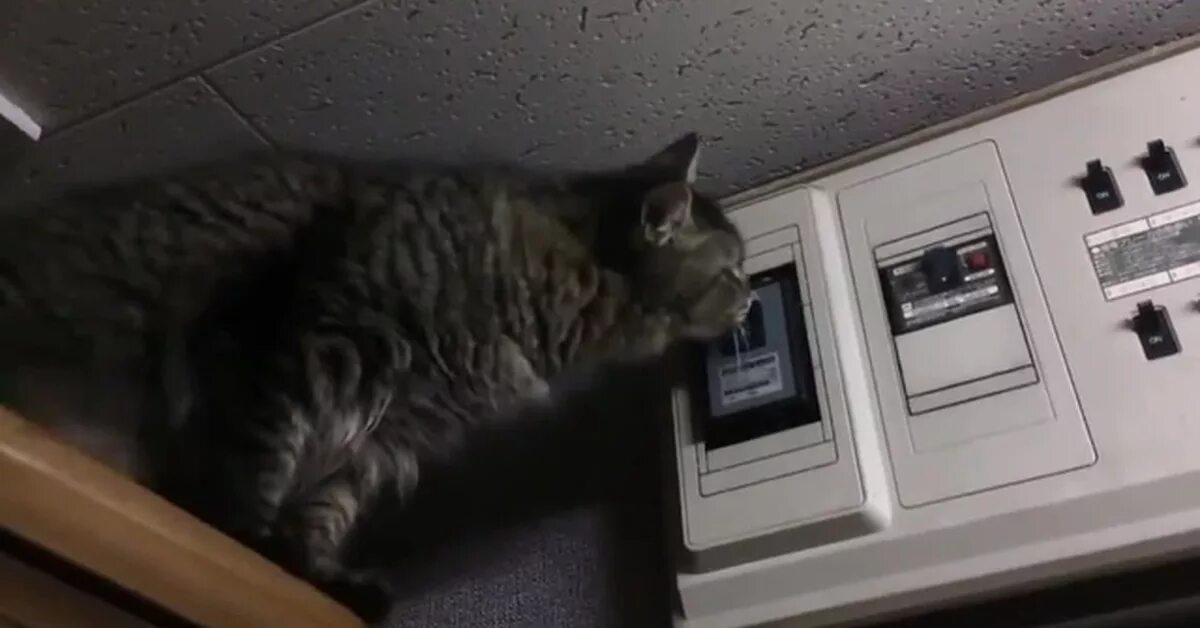 Кот и электричество. Котик выключает свет. Выключили кота. Кот выключает свет гифка.