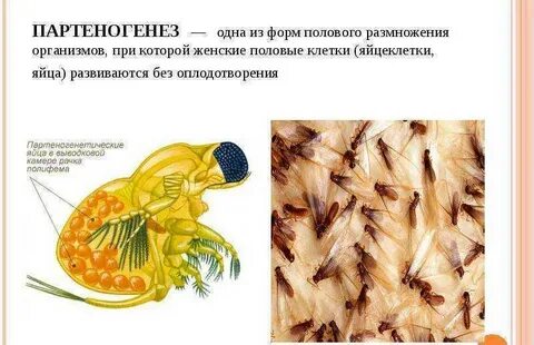 Видами партеногенеза являются