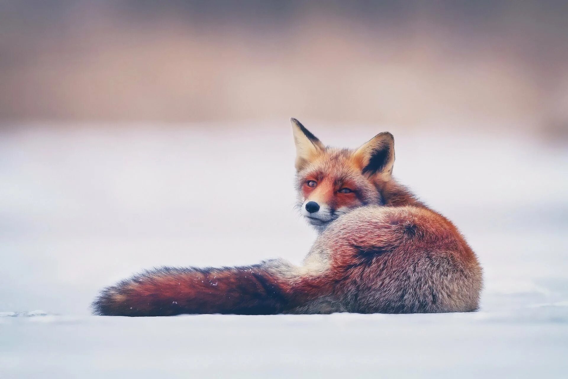 Лиса пк. Amber fox лиса. лиса зимой. фон для рабочего стола лиса. песец рыжий.