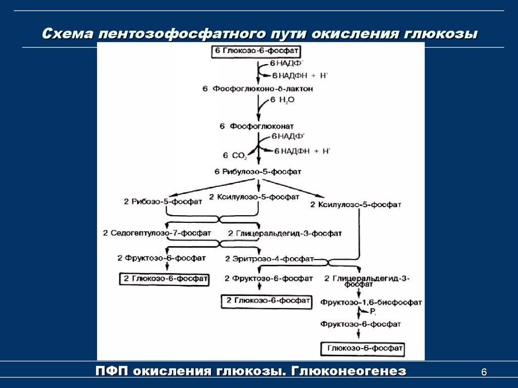 Пентозофосфатный (апотомический) путь окисления Глюкозы.. Пентозофосфатный путь окисления Глюкозы. Схема процесса пентозофосфатный путь превращения Глюкозы. Пентозофосфатный путь биохимия окислительный этап.