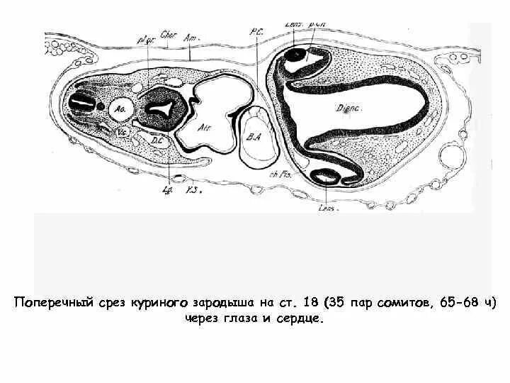 Препарат зародыш курицы 96 часов. Зародыш курицы 96 часов инкубации. Зародыш курицы 96 часов инкубации поперечный срез. Поперечный срез эмбриона сомиты.