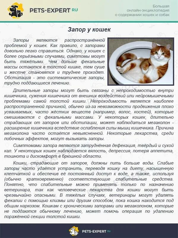 Что дать кошке от запора