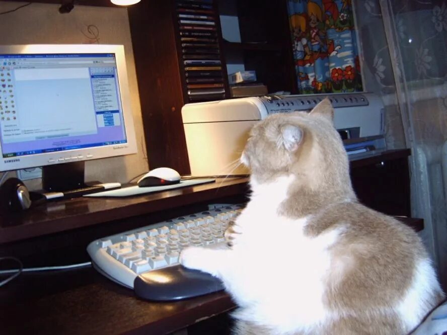 Cats не работает