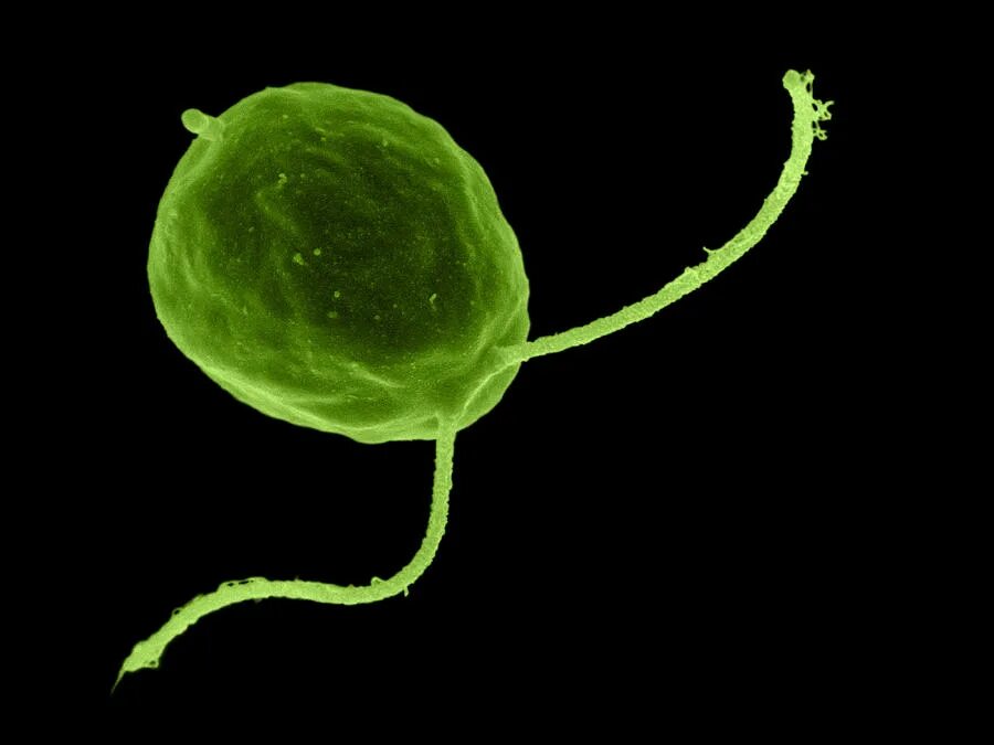 Известно что хламидомонада одноклеточная фотосинтезирующая зеленая водоросль. Одноклеточная водоросль хламидомонада. Зелёные водоросли хламидомонада. Chlamydomonas reinhardtii водоросли. Водоросль хламида Монада.