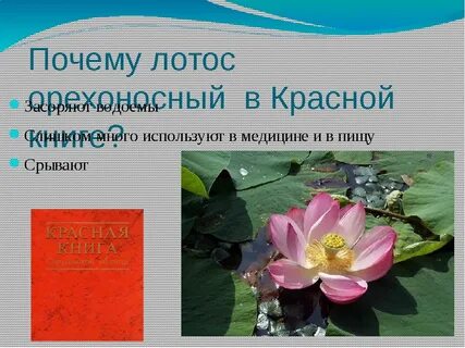 Растение из красной книги 2 класс окружающий
