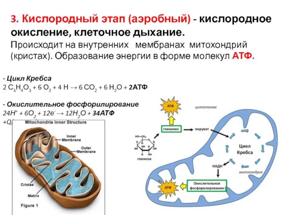 Дыхание сколько атф образуется. Этапы кислородного окисления цикл Кребса. Цикл Кребса и этапы клеточного дыхания. Гликолиз этап клеточного дыхания. Митохондрия цикл Кребса ЕГЭ.