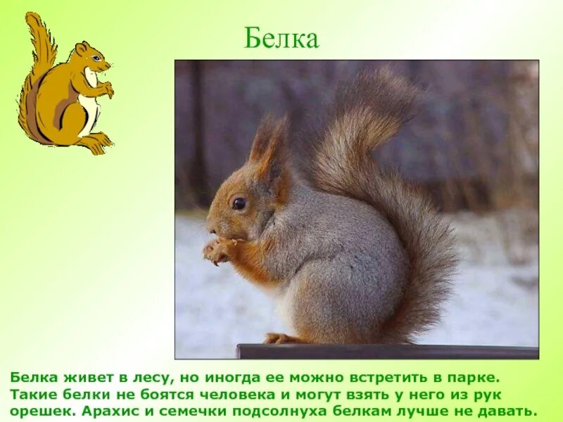 Информация о белке 1. Сведения о белке. белка для презентации. доклад про белку. рассказ о белке.
