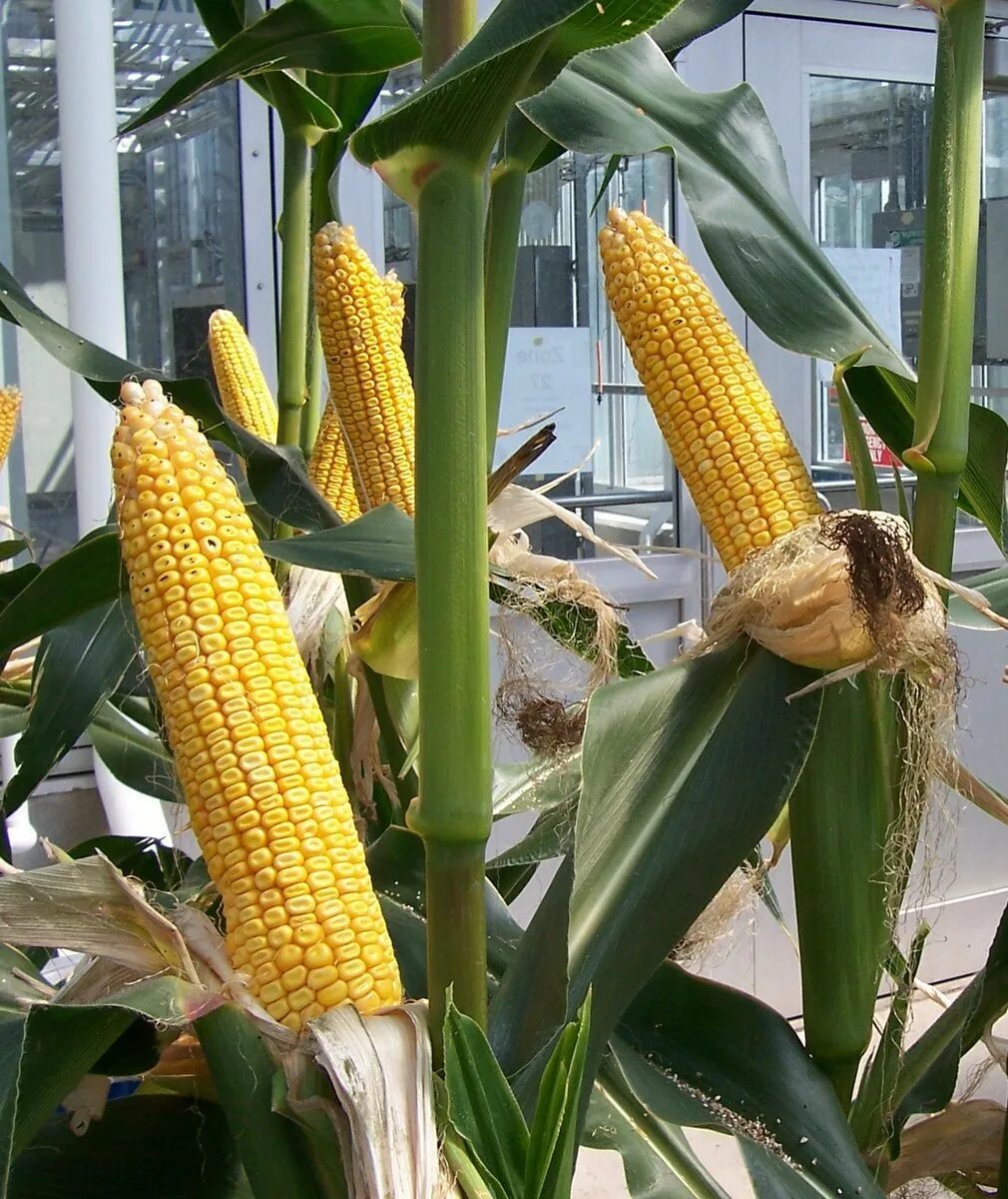Можно ли посадить кукурузу. Сорт кукурузы Киара. Кукуруза в гидропонике. Кукуруза Минигольд. Корнишон кукуруза.