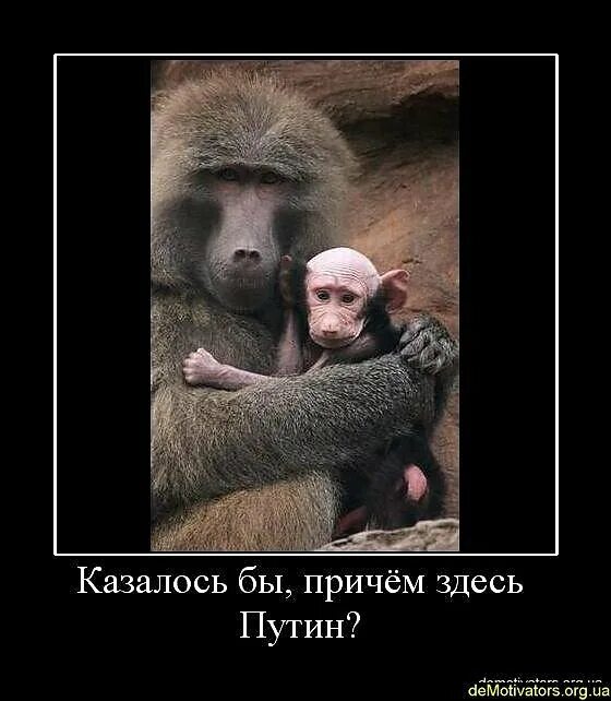 Ну причем тут. Причем здесь путин мем. Пенсионный возраст карикатура. Причем здесь путин. Причем тут.