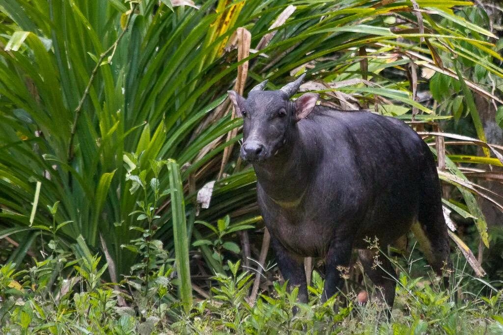 болотный буйвол. карликовый буйвол 4. карликовый бык аноа. буйвол тамарау. буйвол с острова сулавеси 4 буквы сканворд.