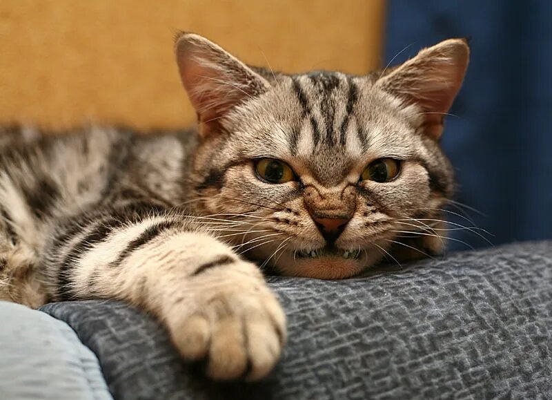Теперь кота