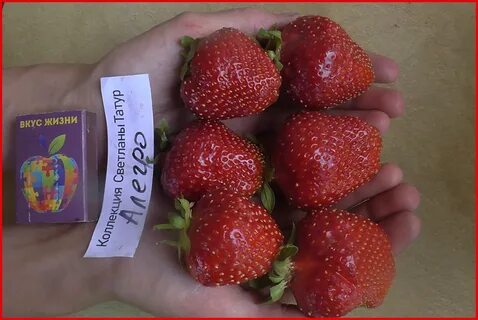 Аллегро клубника описание сорта фото отзывы садоводов