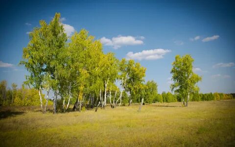 Березовая роща с небом
