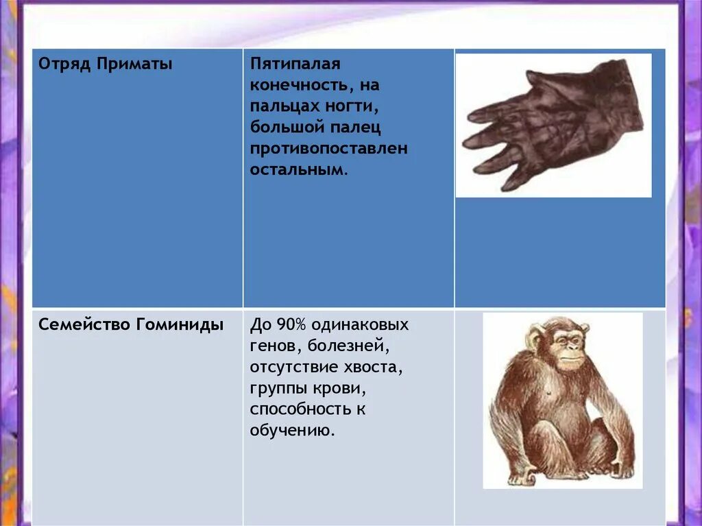 Появление в процессе эволюции пятипалых конечностей. Признаки отряда приматы у человека. Пятипалая конечность у приматов. Приматы семейство гоминиды отряд Тип. Особенности отряда приматы.