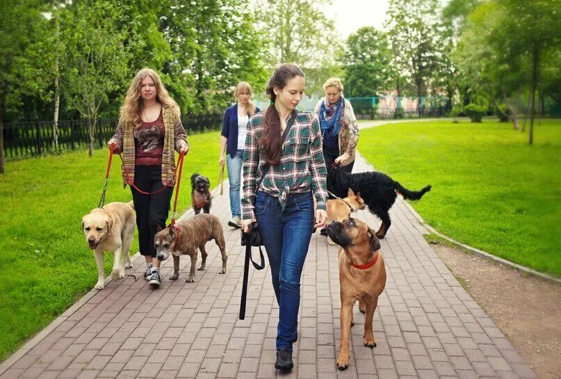 Walking pet. Прогулка с собакой. Человек с собакой на прогулке. Человек гуляет с собакой. Прогулка с домашними животными.