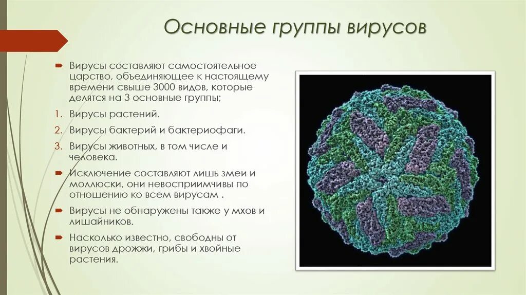 3 группы вирусов. Основные группы вирусов. Группа вирус!. Группы вирослв. Царство вирусов основные.