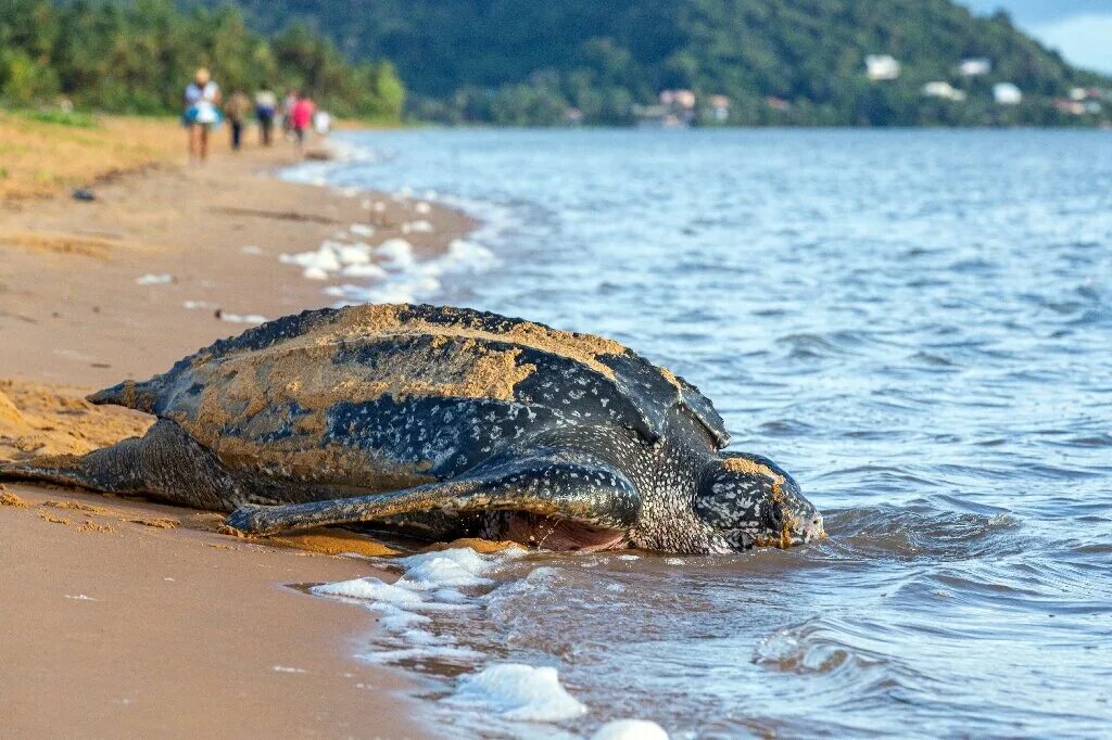 Нильская черепаха. Кожистая морская черепаха. Гигантская кожистая черепаха. Панцирь кожистой черепахи. Гигантская кожистая морская черепаха.