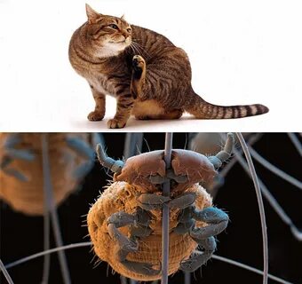 Коте насекомые