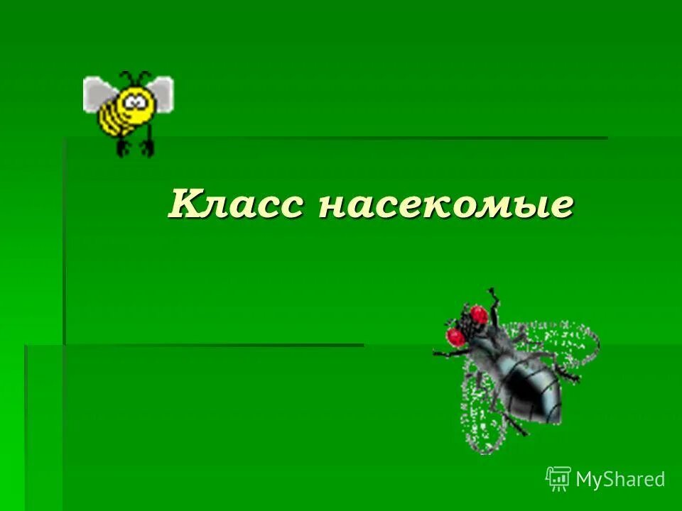 Самый многочисленный класс животных. Самый многочисленный класс животных