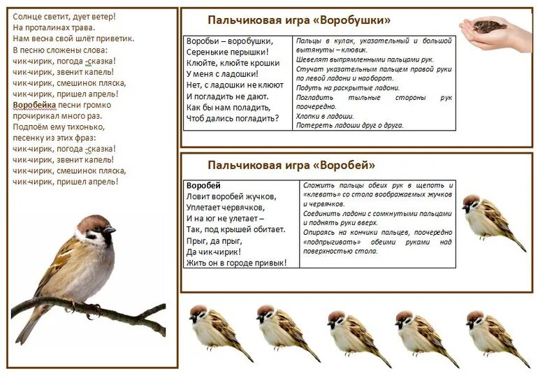 Впр текст про птиц. Воробей схема 1 класс. Схема слова Воробей. Сколько растут воробьи. Птичка текст.