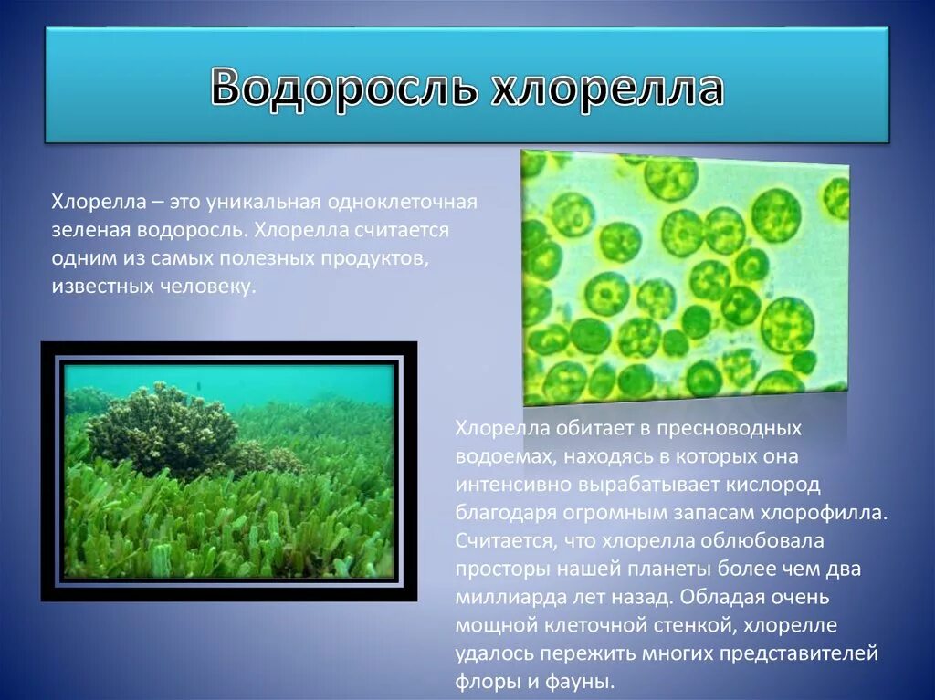 Для чего нужны водоросли. Одноклеточная водоросль хлорелла. Зеленые водоросли хлорелла. Зеленые водоросли хлореллы строение. Хлорелла Фототроф.