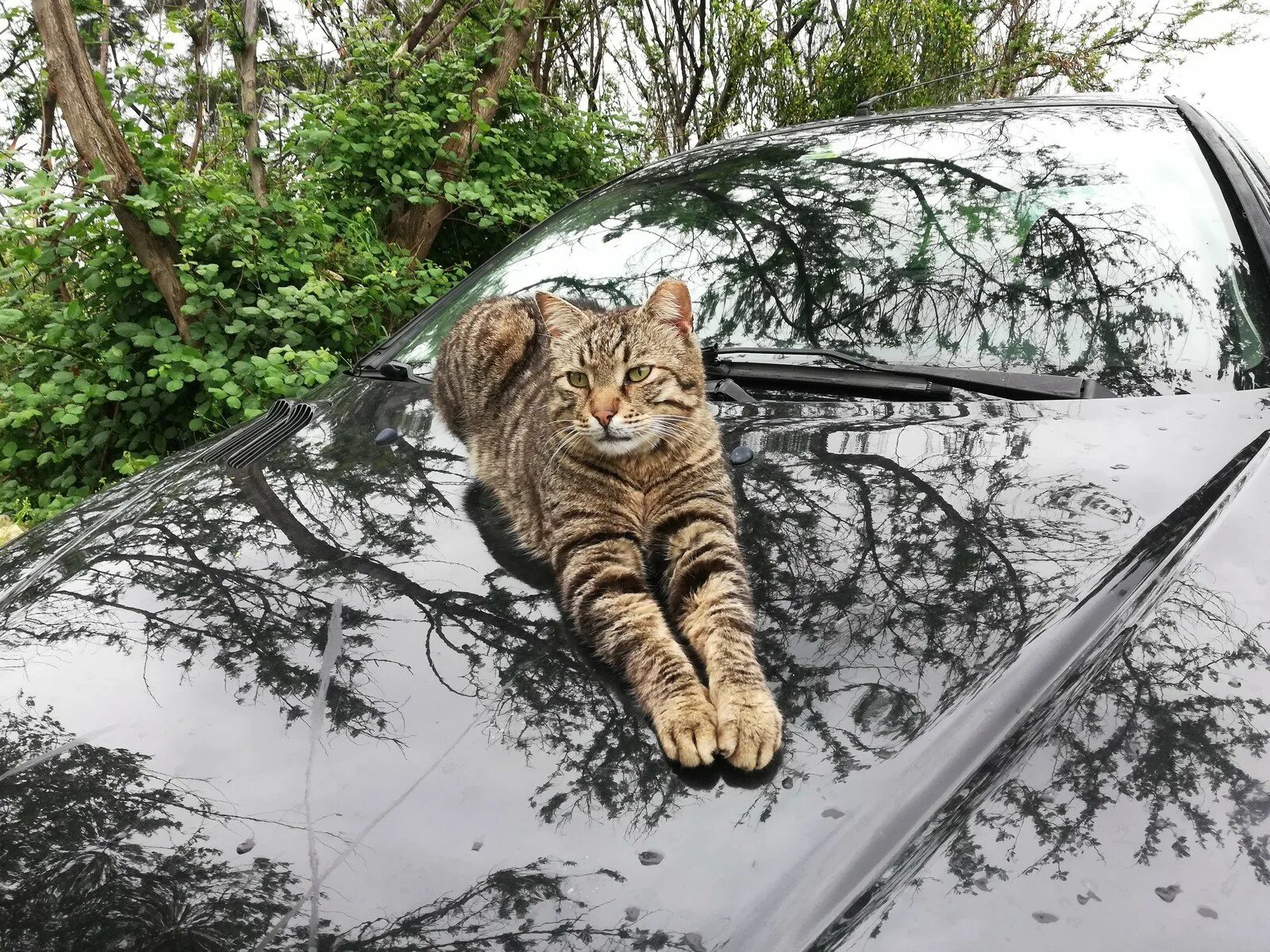 Включи котэ машина. Кот в машине. Кошачья машина. Котэ на машине. Доброе утро котик на машине.