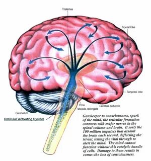 Brain am