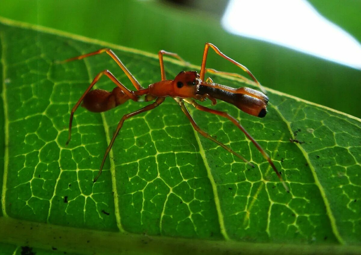 Ant Theme for Windows 10 & 11
