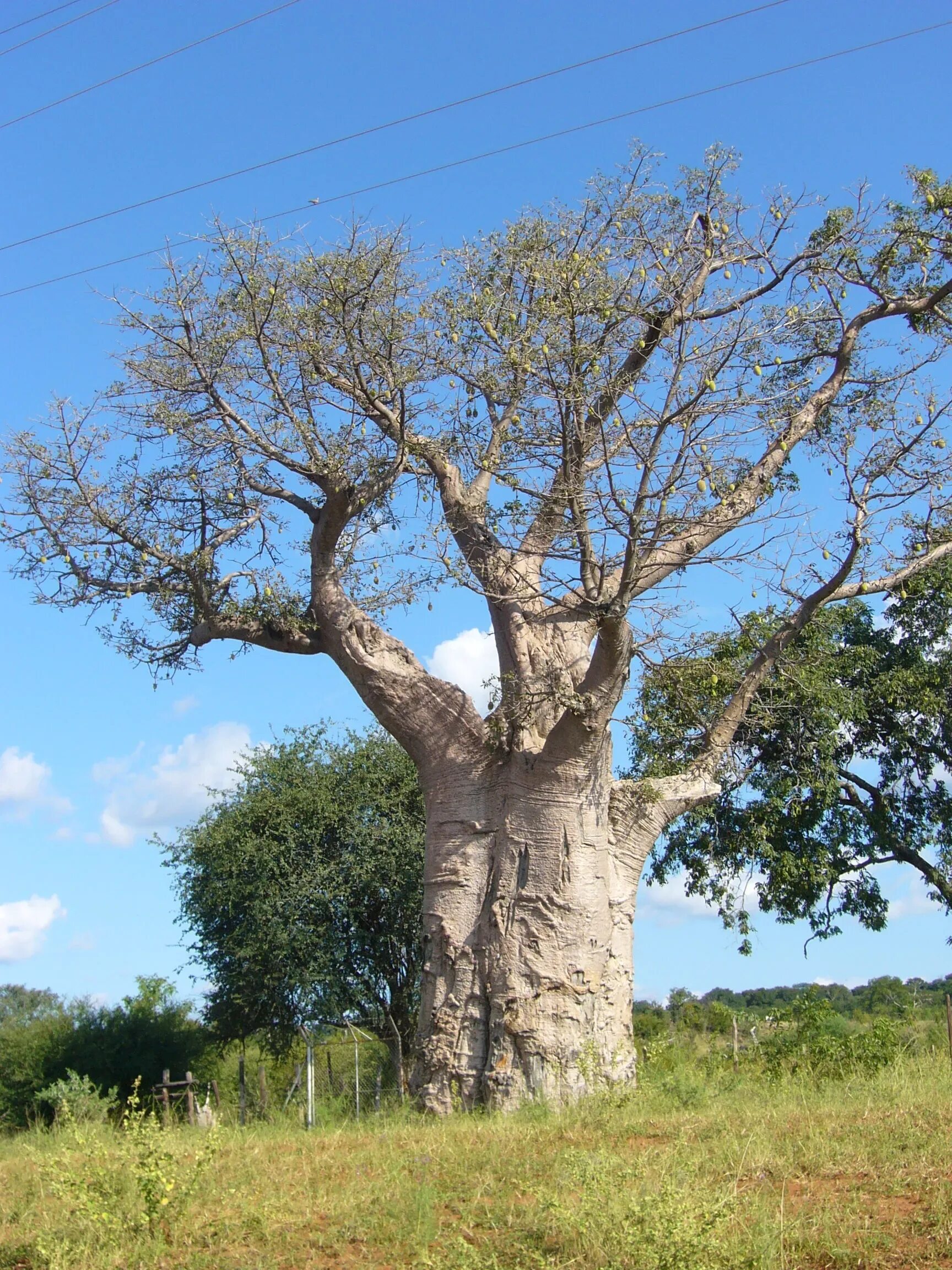 Толстое дерево 6. Баобаб ЮАР. Акация и баобаб. Баобаб в саванне. Баобаб крона.
