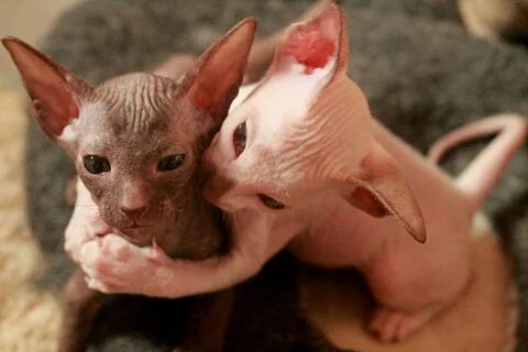 Котята сфинкс с шерстью