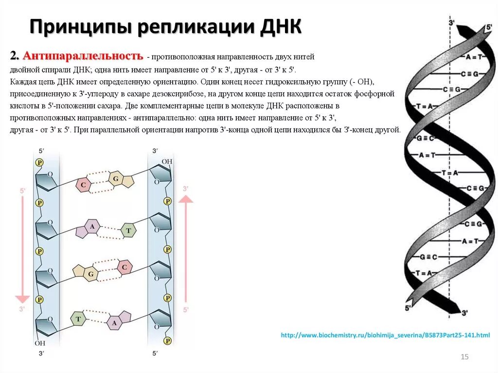 Материнская цепь днк. Репликация принципы репликации ДНК. Принципы репликации ДНК антипараллельность. Схема репликации молекулы ДНК по биологии. Строение ДНК антипараллельность.