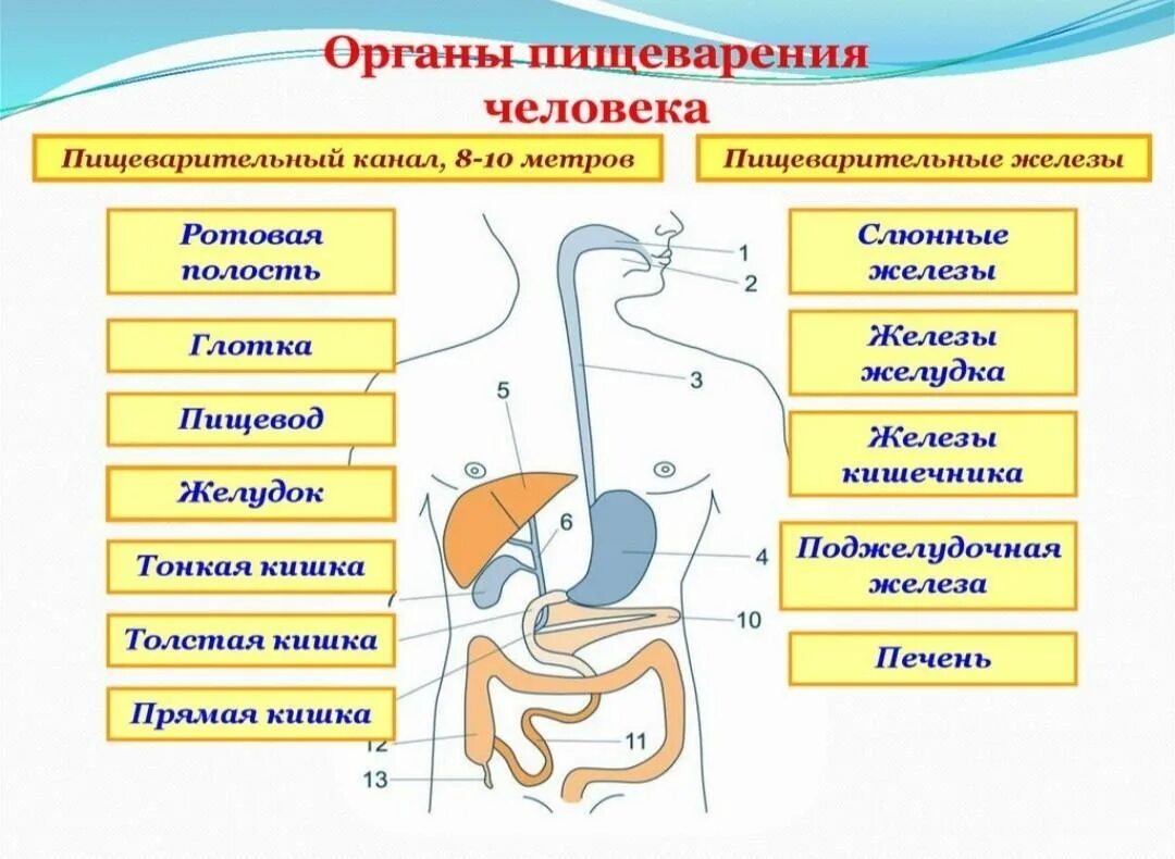 В каком отделе происходит