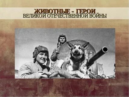 Животные герои великой отечественной