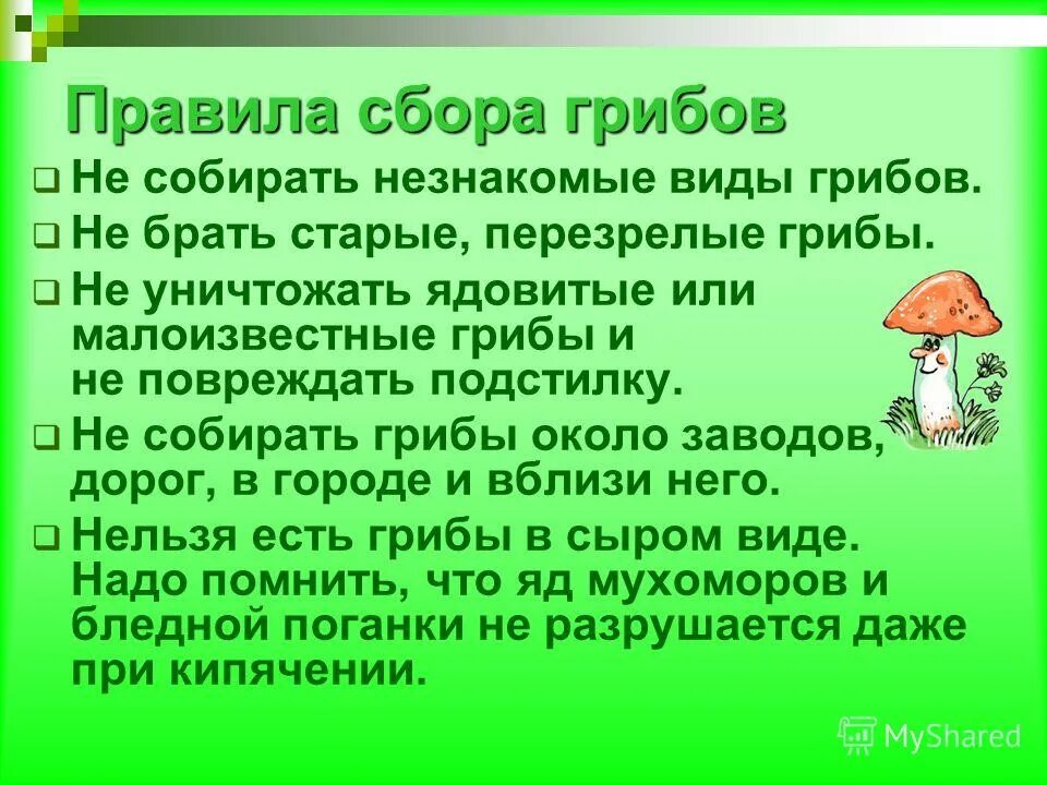 Правила сбора грибов. Правила по сбору грибов. Правило собирание грибов. 6 Правил при сборе грибов.